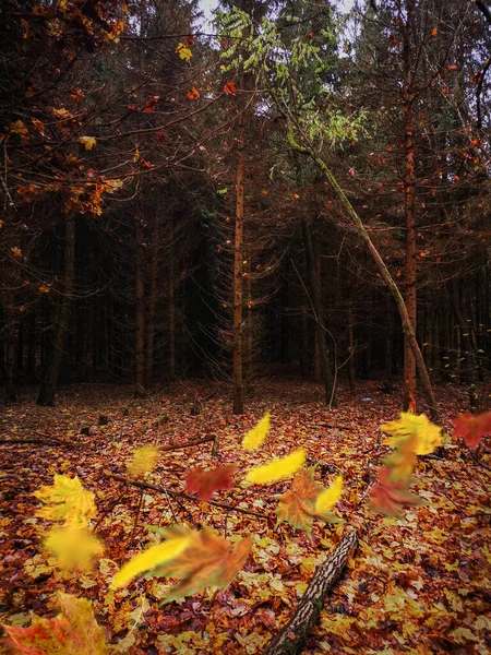 Bosque Otoño Oscuro Denso Divino Con Hojas Color Amarillo Otoño —  Fotos de Stock