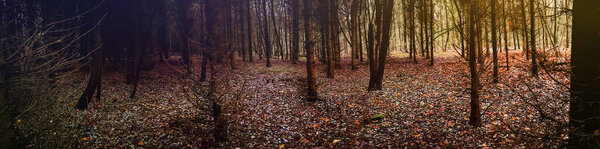 Mystical magic fall forest banner for website header design. Awesome autumn wild area panoramic banner.