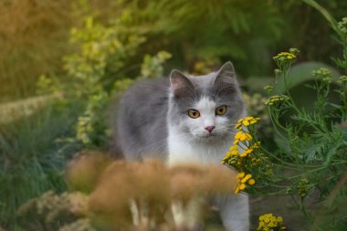 Bahçedeki yeşil çimlerin üzerinde oturan ev kedisi. Kedi yavrusu yeşil çayırda oturuyor. Baharın renkli bahçesinde bir kedi.
