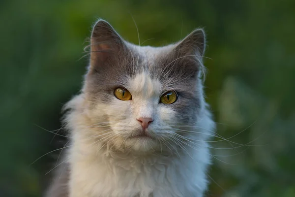 Beskär Bild Katt Ansikte Med Vackra Ögon Närbild Kort Hår — Stockfoto