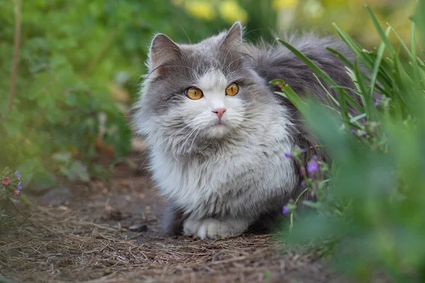 Katze Und Pflanzen Katze Mit Flauschigem Schwanz Geht Weg Katze — Stockfoto