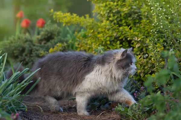 Profilde Sevimli Bir Kedi Portresi Çiçek Tarlasında Kedi Portresi Renkli — Stok fotoğraf