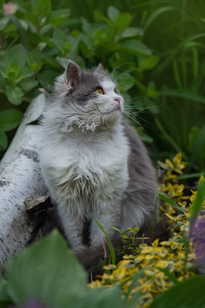 小猫坐在花园里盛开的花朵里 灰毛绒绒的猫坐在花朵里 猫在人行道上 — 图库照片