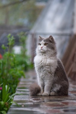 Bahçedeki kedi. Bahçedeki çiçeklerin arasında oturan kedi yavrusu. Gri tüylü kedi çiçeklerin içinde oturur. Yaya yolundaki kedi.
