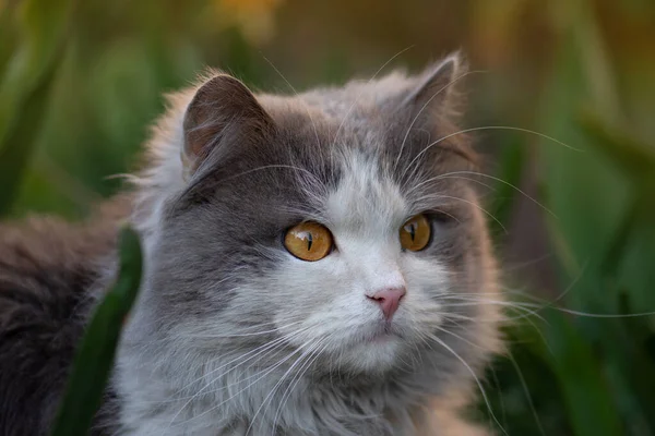 漂亮可爱的猫正坐在大自然上 小猫坐在花丛中 小猫在草丛中 — 图库照片