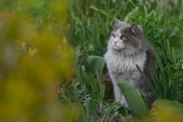 Baharın Renkli Bahçesinde Bir Kedi Çiçek Tarlasında Oturan Kedi Açık — Stok fotoğraf