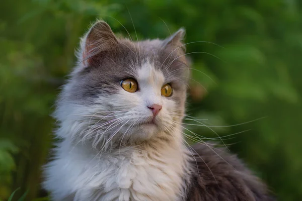 Emocionální Mazlíček Baví Venku Pet Štěstí Koncept Oříznutí Trendy Kočičího — Stock fotografie