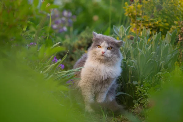 Portrett Grå Vakker Katt Som Ser Med Interesse Grå Hvit – stockfoto