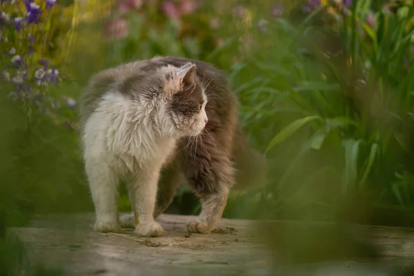 Känslomässigt Vårkattporträtt Vårkattporträtt Härligt Grått Kattporträtt Utomhus Vid Solnedgången Katt — Stockfoto