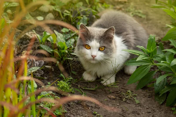 花园里的小猫 背生着花朵 猫躺在花园里 背靠着花园里的玫瑰 美丽快乐的猫在阳光灿烂的花田里 — 图库照片