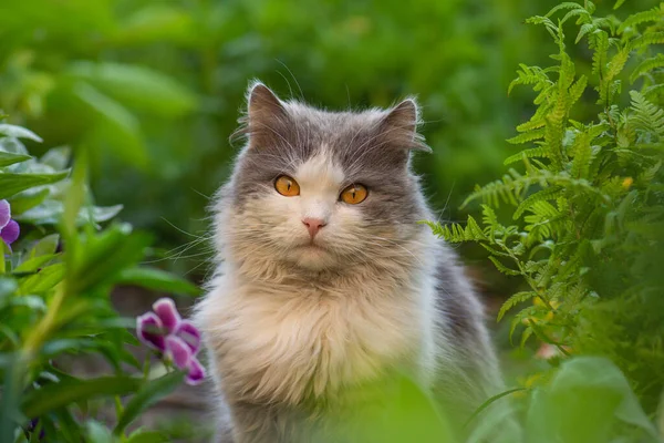 Kort Hår Katt Foto Sommarträdgården Kvällen Porträtt Söt Katt Sitter — Stockfoto