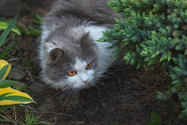 美丽的异国情调的猫坐在花田里 毛茸茸的灰白色的猫坐在灌木丛中 好奇的梦中猫躺在花园里 — 图库照片