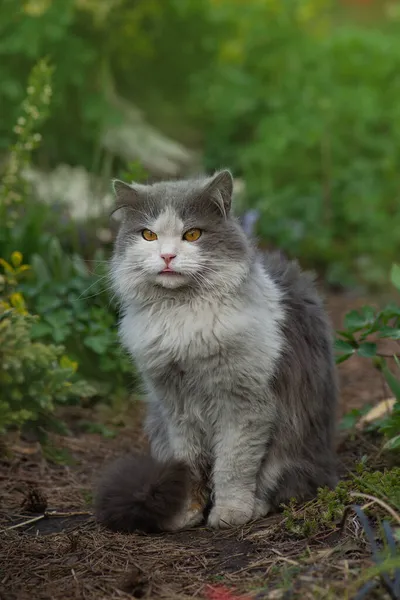 猫舔舌头好吃 把舌头伸出来小猫看着镜头 露出舌头 — 图库照片