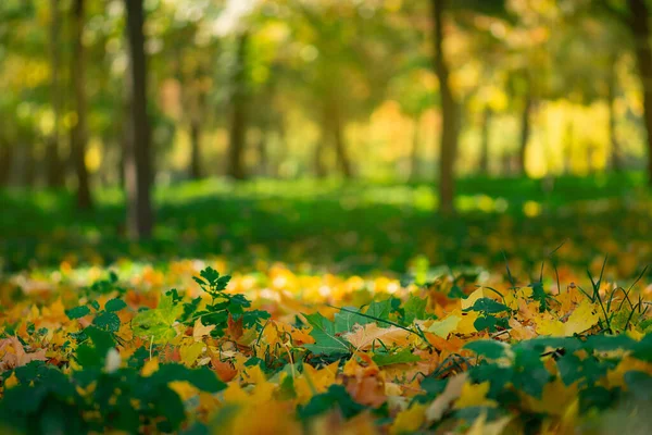 Кольорове Осіннє Листя Сонячно Теплих Лісах Прекрасне Осіннє Сезонне Листя — стокове фото