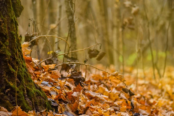 Rand Rahmen Der Herbstblätter Fallen Auf Landschaft Hintergrund — Stockfoto