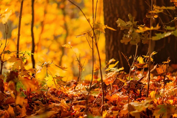 Леса Земле Осенние Листья Повсюду Земле — стоковое фото