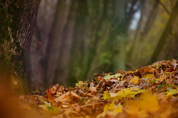 Дубовые Оранжевые Листья Вид Сверху Леса Цветные Листья Кверкуса Осеннем — стоковое фото