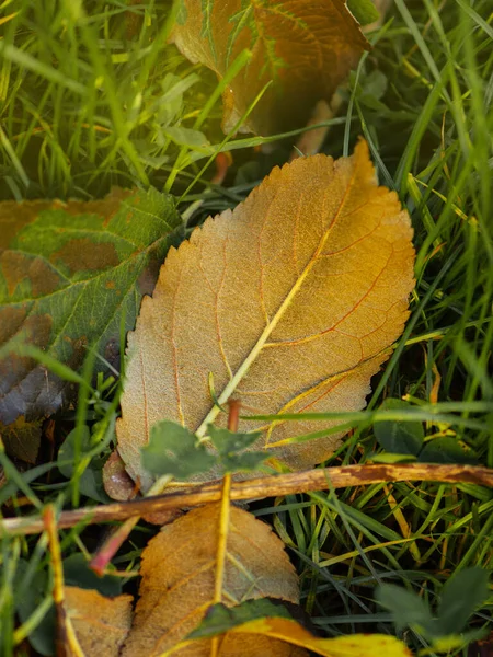 Vallende Herfst Bladeren Natuurlijke Achtergrond Herfst Bladeren Vallen Spinnen — Stockfoto