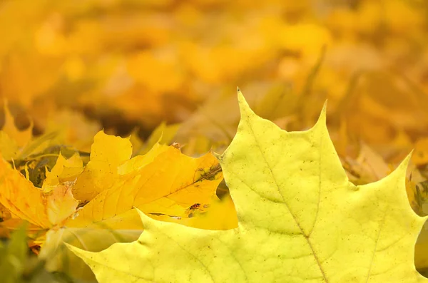 オレンジ 黄色のカエデの葉秋の背景トップビュー — ストック写真