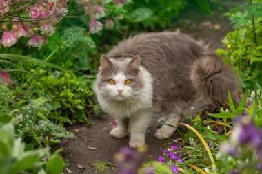 Güzel bir yaz bahçesinde kedi yürüyor. Kedi bahçede güneşin tadını çıkarıyor..