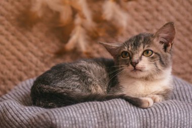 Küçük kedi uyumaya çalışırken yumuşak yatağa sokulur.