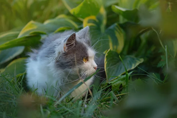 Emocionální Mazlíček Baví Venku Pet Štěstí Koncept Oříznutí Trendy Kočičího — Stock fotografie