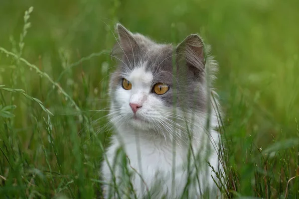 Kitty Joue Dans Jardin Soleil Chat Sur Sentier Chat Gris — Photo