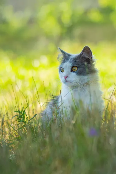 Kitty Kertben Játszik Napsütésben Macska Ösvényen Szürke Bolyhos Macska Virágágyban — Stock Fotó