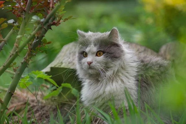 Katzen Legen Und Spielen Gras Katze Liegt Auf Einer Wiese — Stockfoto