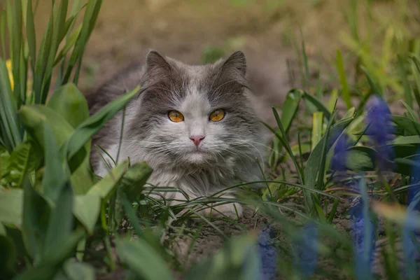 고양이가 정원의 있습니다 고양이는 초원에 있습니다 정원에 고양잇과 — 스톡 사진