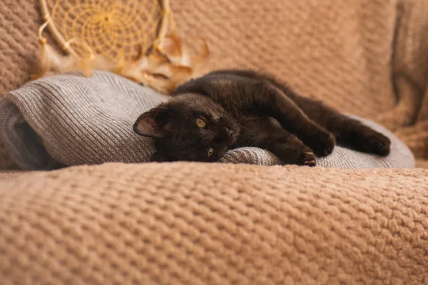 소파에서 털실로 스웨터입은 고양이귀엽네 고양이는 부드러운 침대에서 집에서 휴식을 취한다 — 스톡 사진