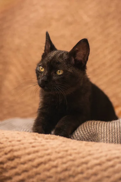 Маленький Пушистый Чёрный Котёнок Симпатичный Черный Котенок Подушке — стоковое фото