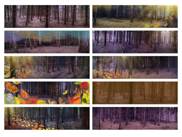 Panoráma Fotó Őszi Erdőről Színes Őszi Levelekkel Széles Formátumú Fotók — Stock Fotó