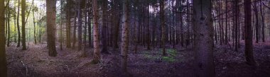 İlahi yoğun karanlık sonbahar ormanının panoramik fotoğrafı. Sonbaharın panoramik yatay geniş bayrağı. Sonbaharın yoğun, karanlık ve sonbahar yapraklı manzarası..
