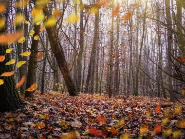 Turuncu ve kırmızı yaprakların rüzgarda düşüp uçtuğu manzara. Sonbahar rüzgarı sonbahar parlak ormanlarında sarı yapraklar savurur..