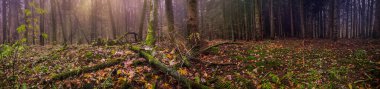 Sonbahar yeşillikleriyle anormal ürkütücü karanlık manzaranın geniş bir biçimi. İlahi yoğun karanlık sonbahar ormanının panoramik fotoğrafı.