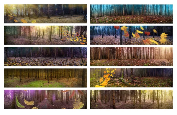 Панорамне Фото Лісу Восени Барвистим Осіннім Листям Широкоформатний Колаж Фотографій — стокове фото