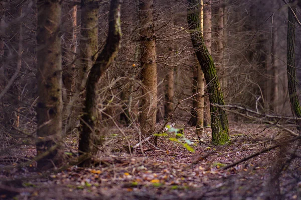 Paysage Sombre Anormal Effrayant Avec Feuillage Automne Majestueuse Forêt Automne — Photo