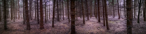雄伟的深秋密林全景横幅 奇怪的雾蒙蒙的森林宽格式照片 — 图库照片