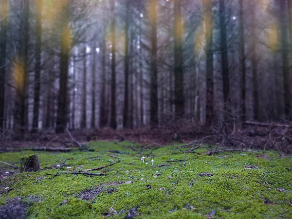 Paysage Scénique Dramatique Dans Forêt Étrange Forêt Brumeuse Automne — Photo