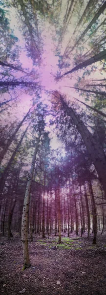 Extraño Bosque Otoño Con Imagen Panorámica Atmósfera Mágica —  Fotos de Stock