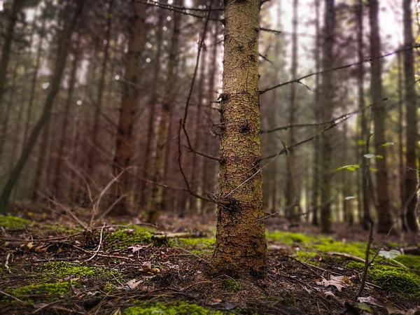Paysage Sombre Anormal Effrayant Avec Feuillage Automne Divine Forêt Dense — Photo