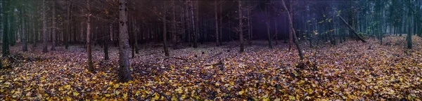 Majestuoso Banner Panorámico Oscuro Denso Bosque Otoñal Insuperable Extraña Caída — Foto de Stock