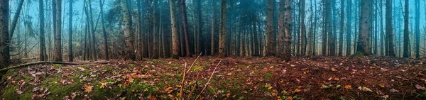 Темний Страшний Осінній Ліс Панорамний Банерний Фон Пухнастий Осінній Ліс — стокове фото