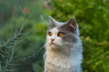 İngiliz uzun saçlı kedisi dışarıda eğleniyor. Uzun bıyıklı sevimli bir kedi. Şaşırtıcı gri ve beyaz kedi yalan söylüyor