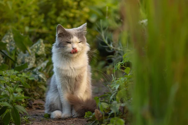 英国のロングヘアの猫は自然に舌を示しています 舌がおいしい猫なめる ペット舌アウト — ストック写真