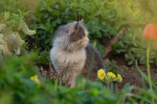 Katt Vårfärgglad Trädgård Katten Sitter Sommarträdgård — Stockfoto