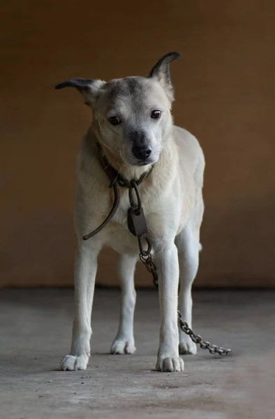 Verängstigter Verirrter Hund Lief Von Hause Weg Ein Hund Mit — Stockfoto