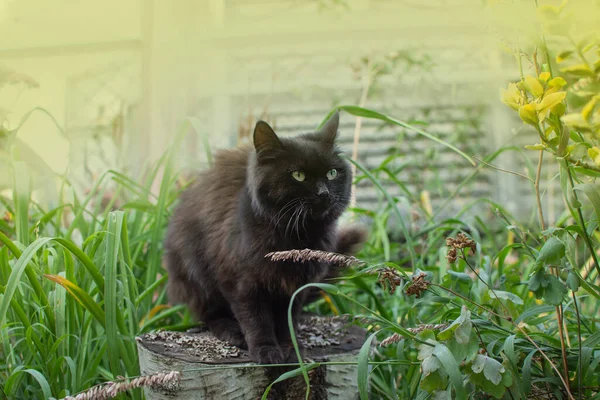 Černá Kočka Leží Pozadí Pestrobarevných Květin Docela Šťastná Kočka Slunečném — Stock fotografie