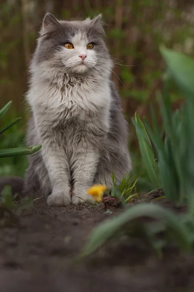 Kitty Kertben Játszik Napsütésben Macska Ösvényen Szürke Bolyhos Macska Virágágyban — Stock Fotó